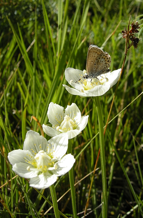 Parnassia palustris / Parnassia